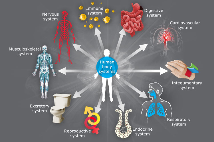 Body systems | FuturePediatric